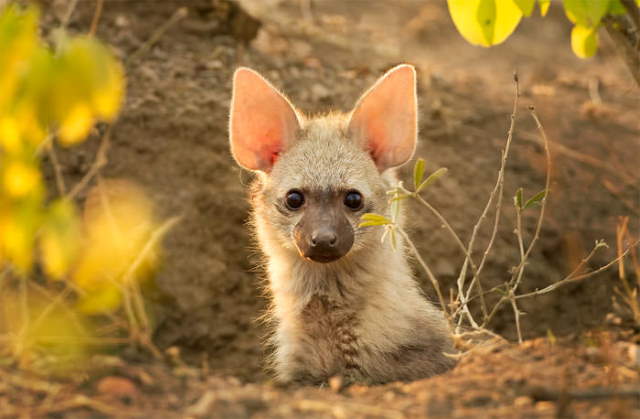 Shangrala's Adorable Aardwolves