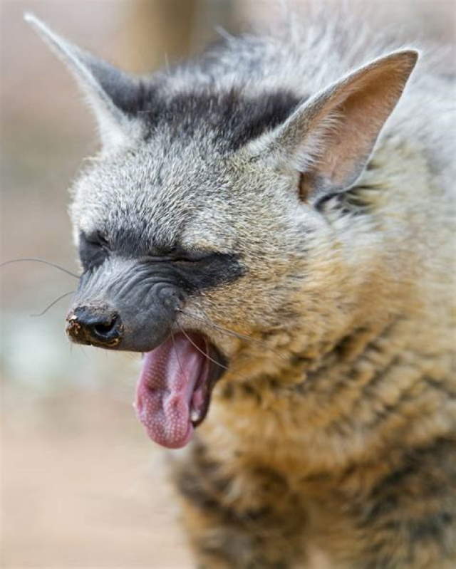 Shangrala's Adorable Aardwolves