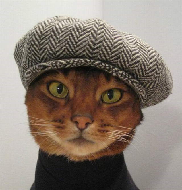 Silly Cats In Hats