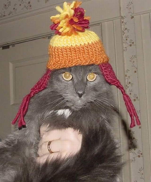 Silly Cats In Hats