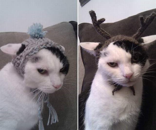 Silly Cats In Hats