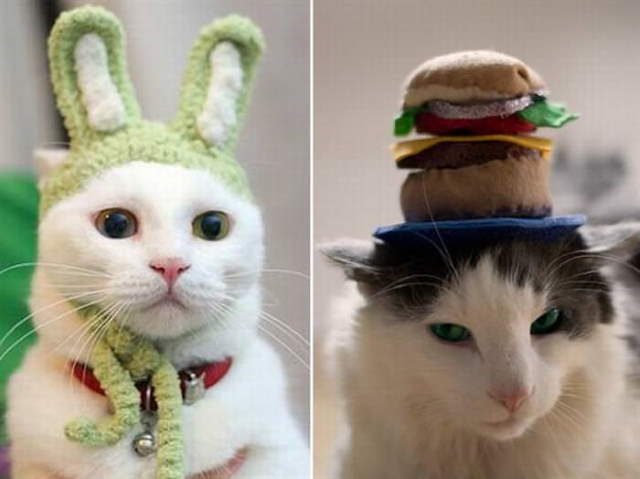 Silly Cats In Hats