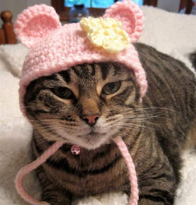 Silly Cats In Hats