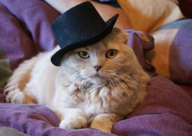 Silly Cats In Hats