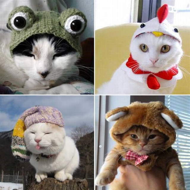 Silly Cats In Hats