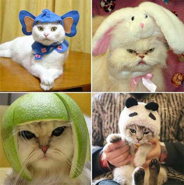 Silly Cats In Hats