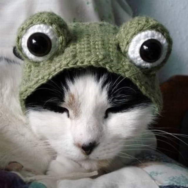 Silly Cats In Hats