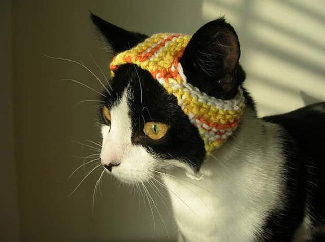 Silly Cats In Hats