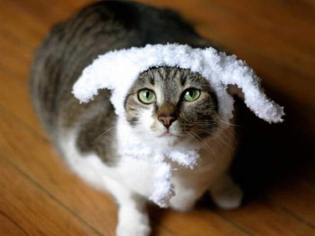 Silly Cats In Hats