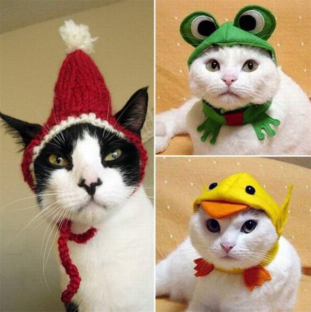 Silly Cats In Hats