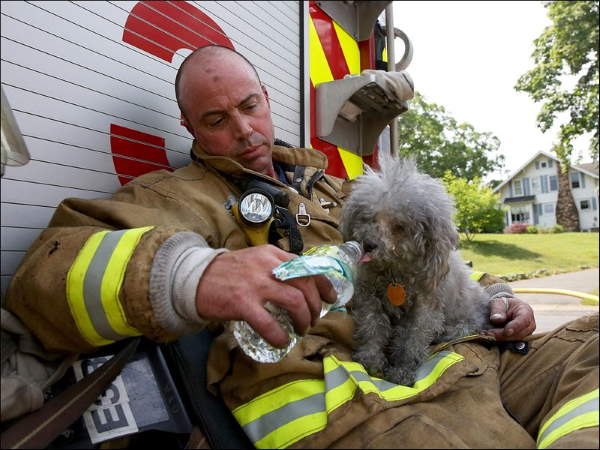 Shangrala's Firefighter Animal Rescues