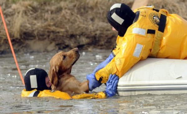 Shangrala's Firefighter Animal Rescues