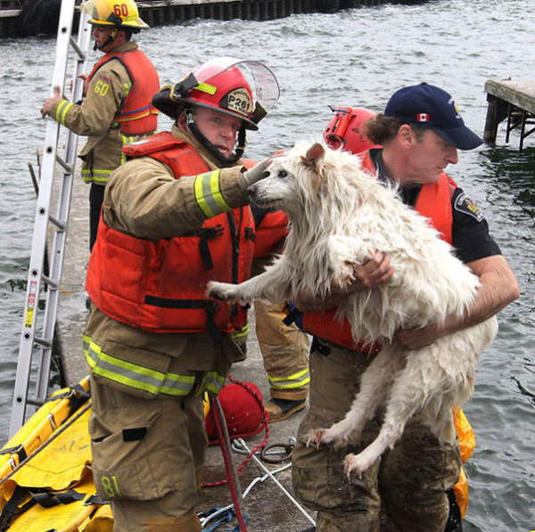 Shangrala's Firefighter Animal Rescues