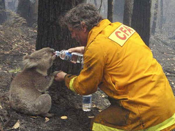 Shangrala's Firefighter Animal Rescues