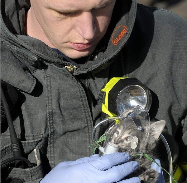 Shangrala's Firefighter Animal Rescues