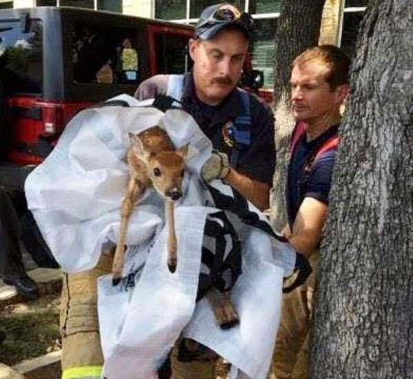 Shangrala's Firefighter Animal Rescues