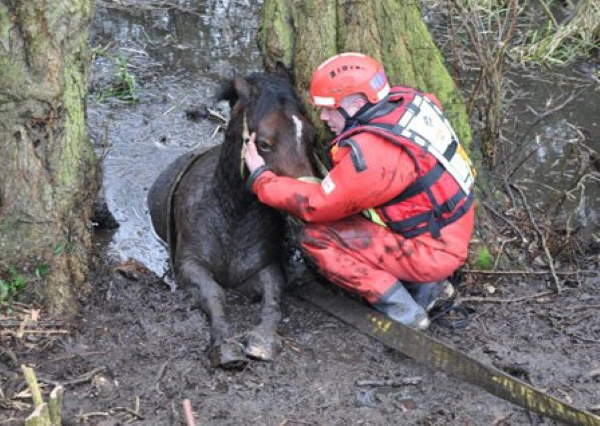 Shangrala's Firefighter Animal Rescues