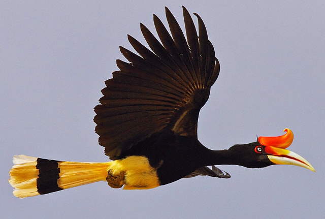 Shangrala's Rhinoceros Hornbill