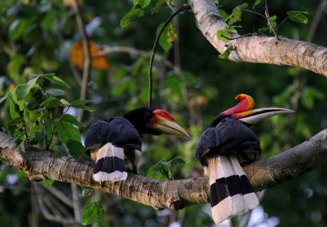 Shangrala's Rhinoceros Hornbill