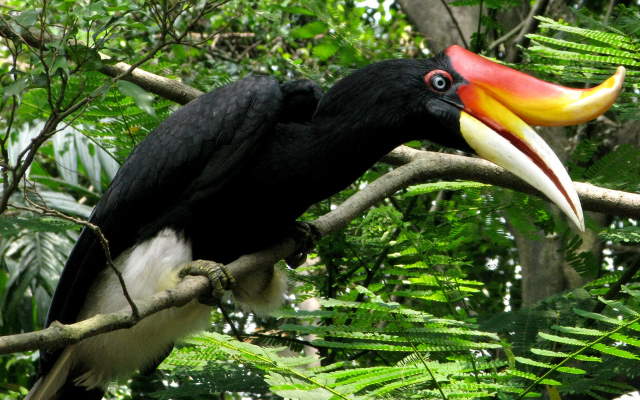 Shangrala's Rhinoceros Hornbill