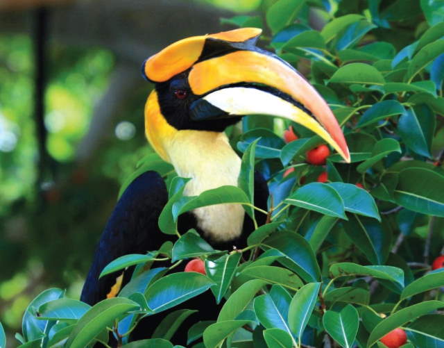 Shangrala's Rhinoceros Hornbill