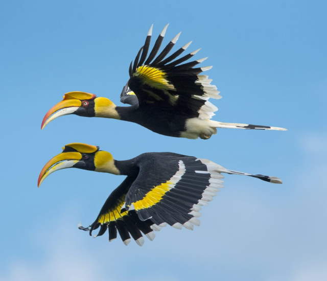 Shangrala's Rhinoceros Hornbill