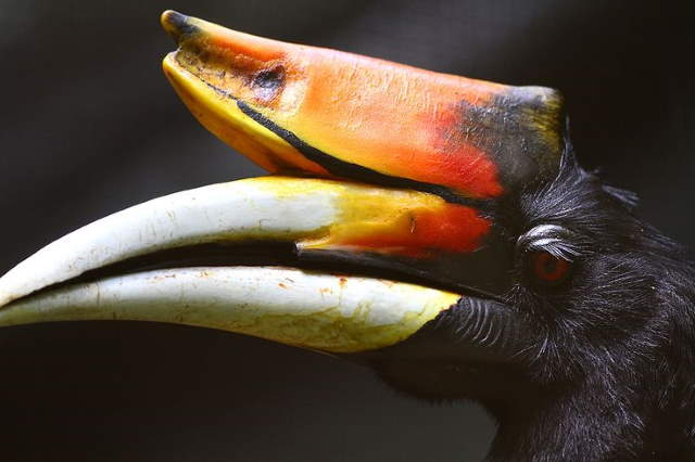 Shangrala's Rhinoceros Hornbill