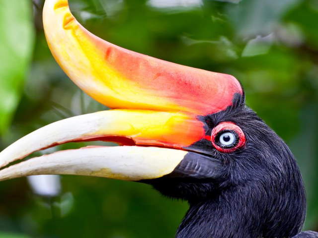 Shangrala's Rhinoceros Hornbill