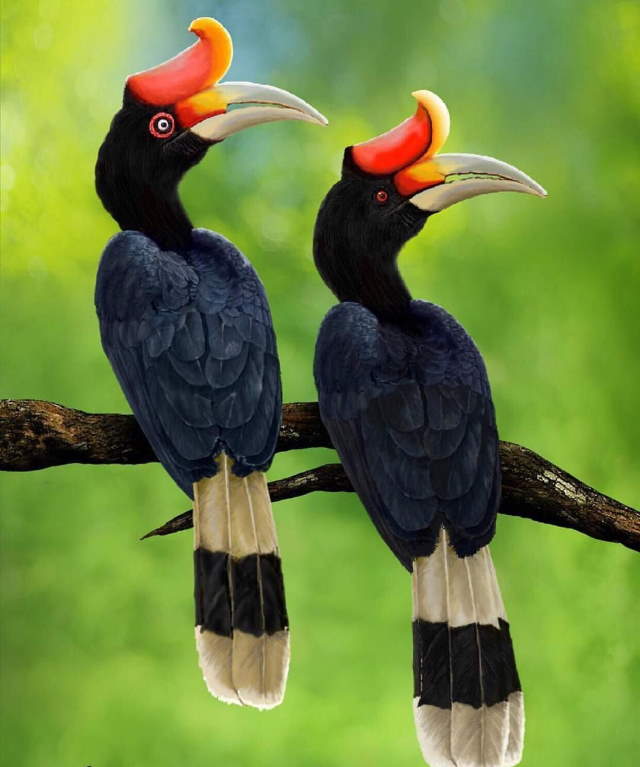 Shangrala's Rhinoceros Hornbill