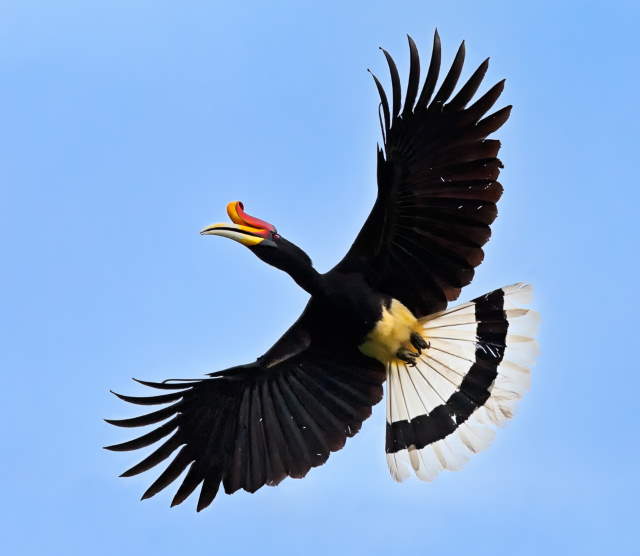 Shangrala's Rhinoceros Hornbill