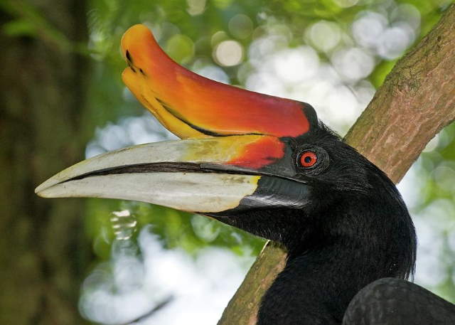 Shangrala's Rhinoceros Hornbill