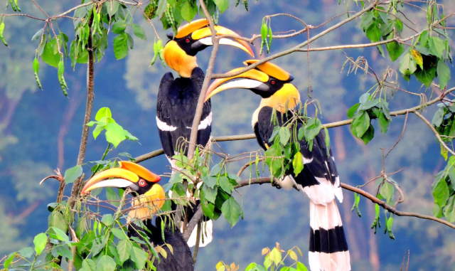 Shangrala's Rhinoceros Hornbill