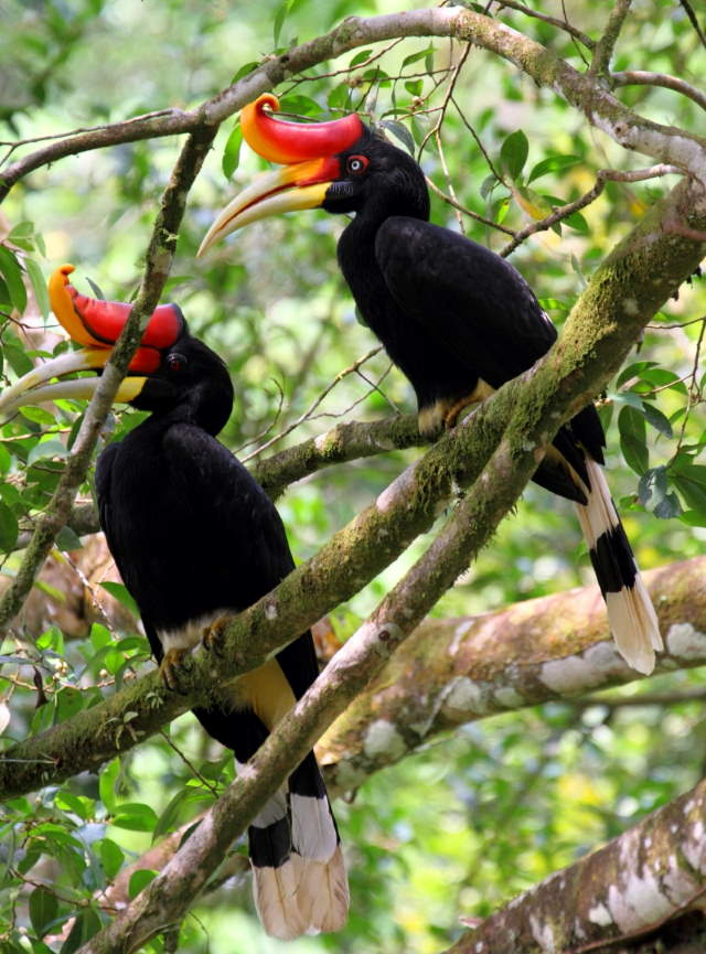 Shangrala's Rhinoceros Hornbill