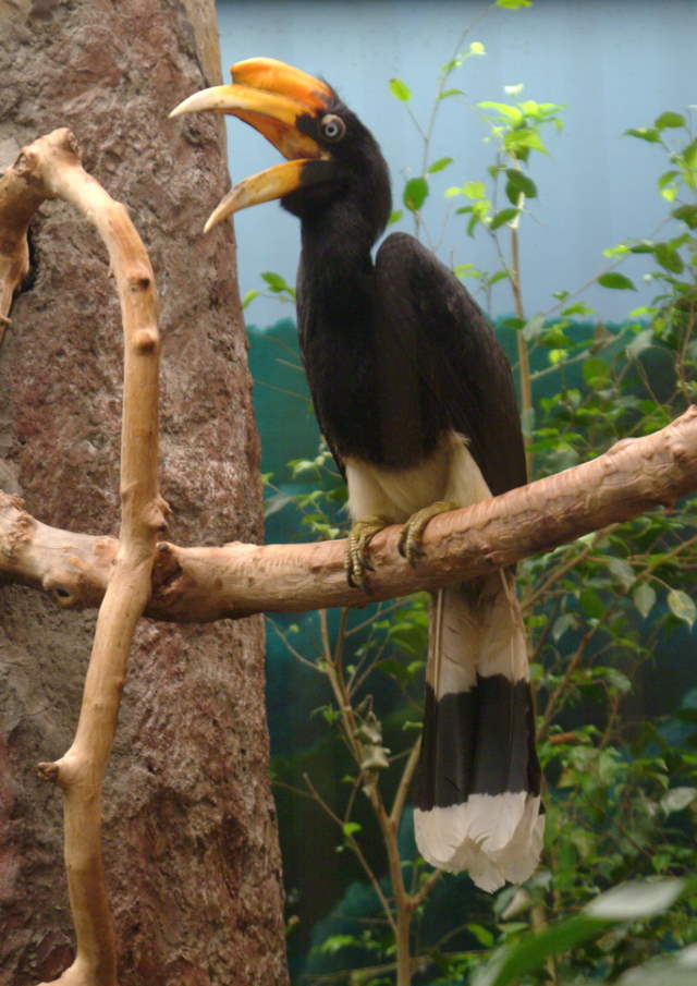 Shangrala's Rhinoceros Hornbill