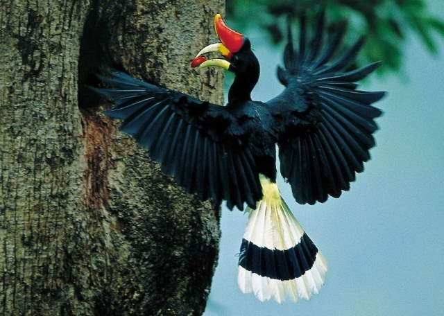 Shangrala's Rhinoceros Hornbill