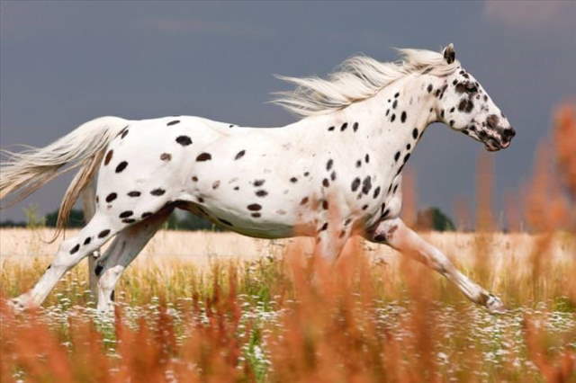 Shangrala's Beautiful Horses 2