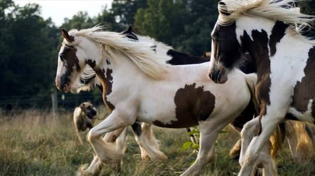 Shangrala's Beautiful Horses 2