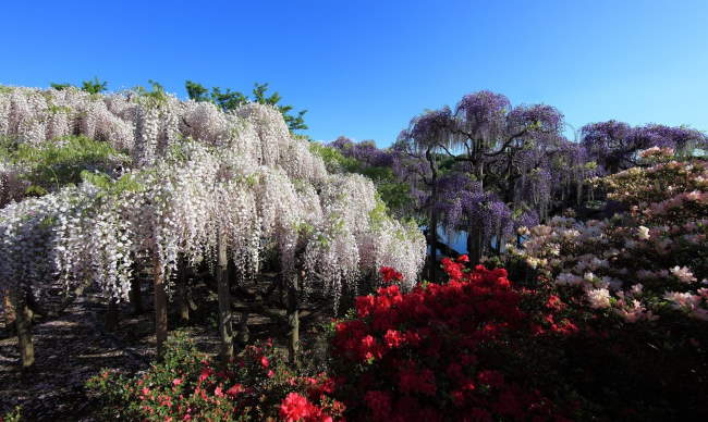 Shangrala's Ashikaga Flower Park