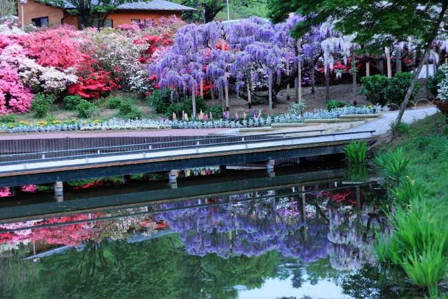 Shangrala's Ashikaga Flower Park