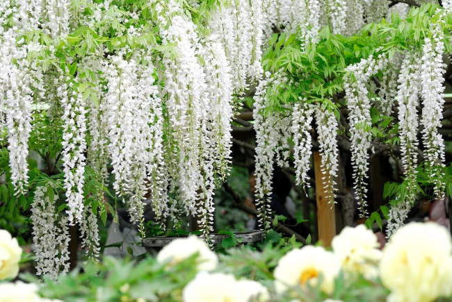 Shangrala's Ashikaga Flower Park