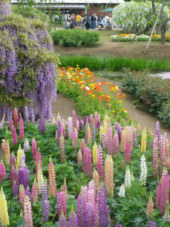 Shangrala's Ashikaga Flower Park