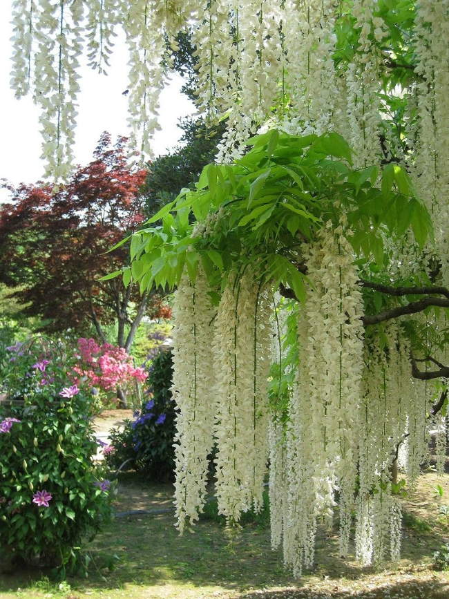 Shangrala's Ashikaga Flower Park