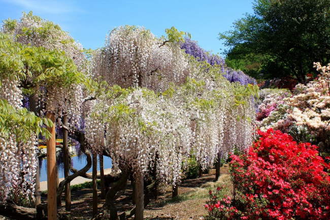 Shangrala's Ashikaga Flower Park