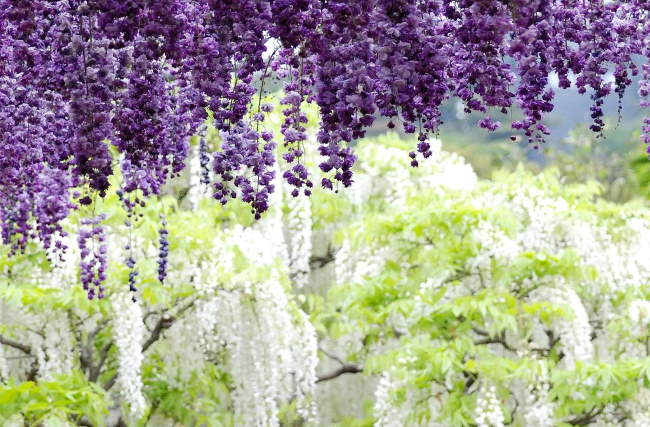 Shangrala's Ashikaga Flower Park