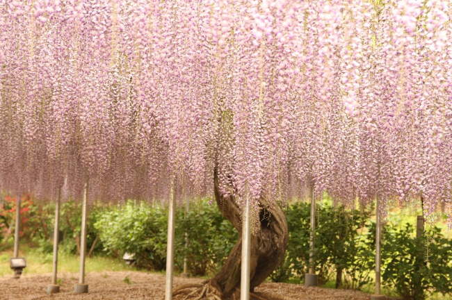 Shangrala's Ashikaga Flower Park