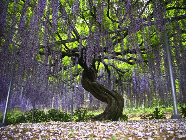 Shangrala's Ashikaga Flower Park