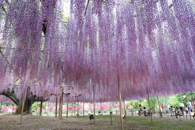 Shangrala's Ashikaga Flower Park