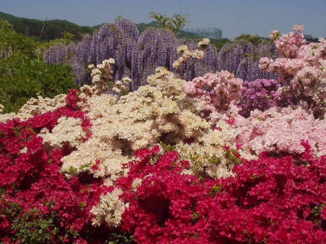 Shangrala's Ashikaga Flower Park