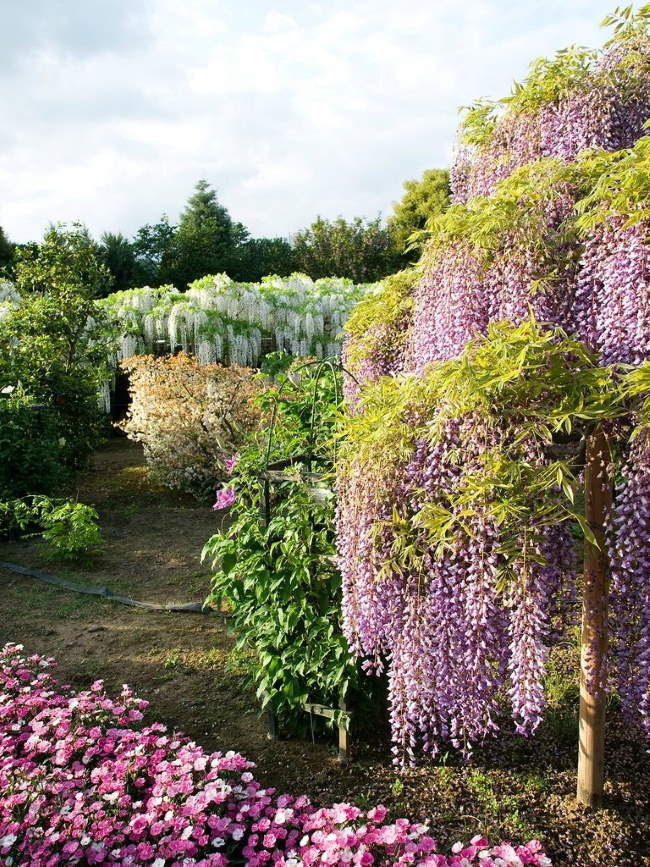 Shangrala's Ashikaga Flower Park