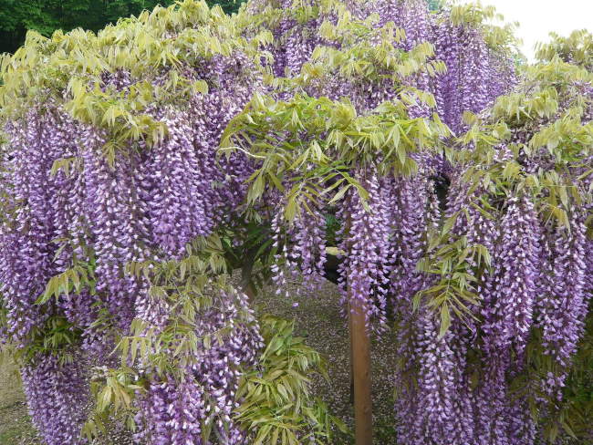 Shangrala's Ashikaga Flower Park